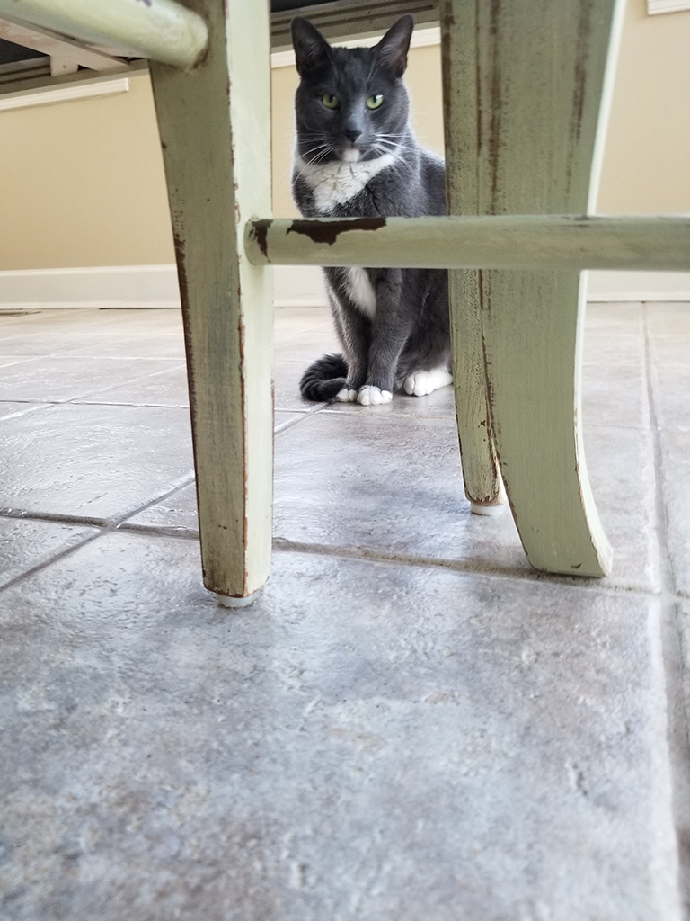 Pet Photography Fur, Fins & Feathers Rockville, MD